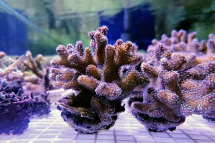 CoreBone corals