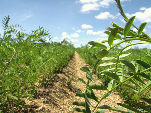 Rows of planted Stony Creek Colors’ Indigofera varieties at a Florida field near their post harvest processing facility in Homestead.